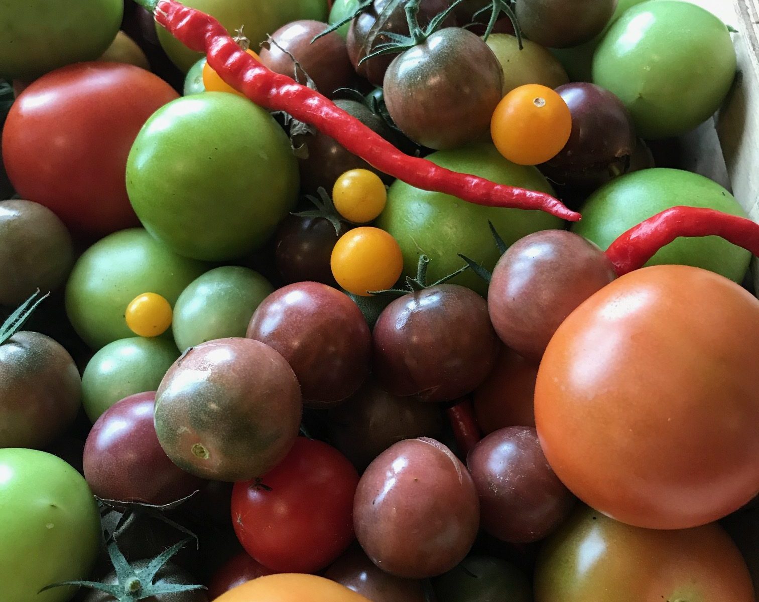 Talking about tomato and chilli
